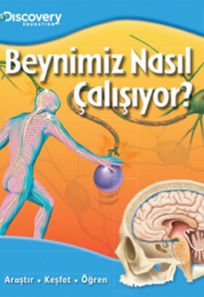 Dıscovery Education Beynimiz Nasıl Çalışıyor?